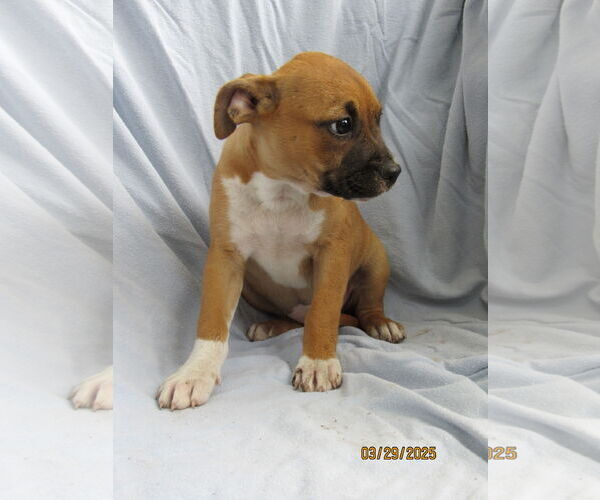 Medium Photo #3 Mutt Puppy For Sale in Conroe, TX, USA