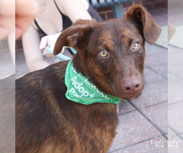 Medium Photo #2 Australian Shepherd-Unknown Mix Puppy For Sale in Washington, DC, USA