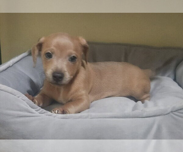 Medium Photo #2 Dachshund-Unknown Mix Puppy For Sale in Royal Palm Beach, FL, USA