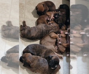 Boxer Puppy for Sale in EDEN, Pennsylvania USA