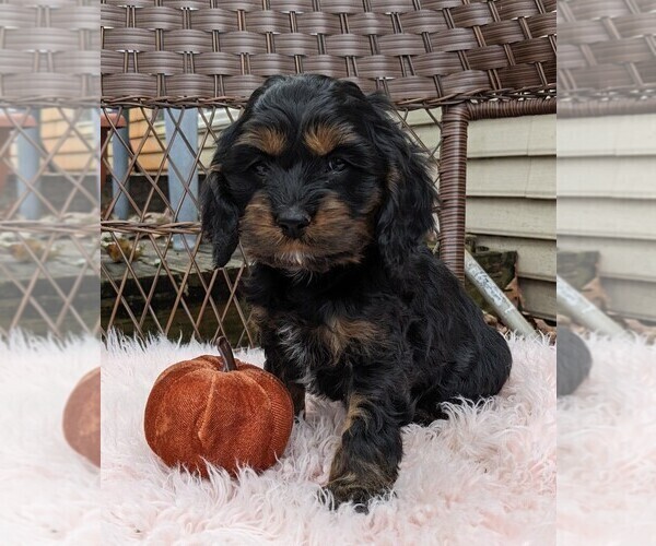 Medium Photo #20 Cock-A-Poo Puppy For Sale in SALEM, MO, USA