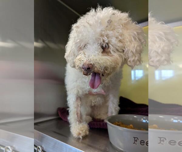 Medium Photo #2 Maltipoo (Miniature) Puppy For Sale in McKinney, TX, USA