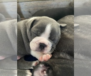 Boston Terrier-Faux Frenchbo Bulldog Mix Puppy for sale in ALTAMONTE SPRINGS, FL, USA