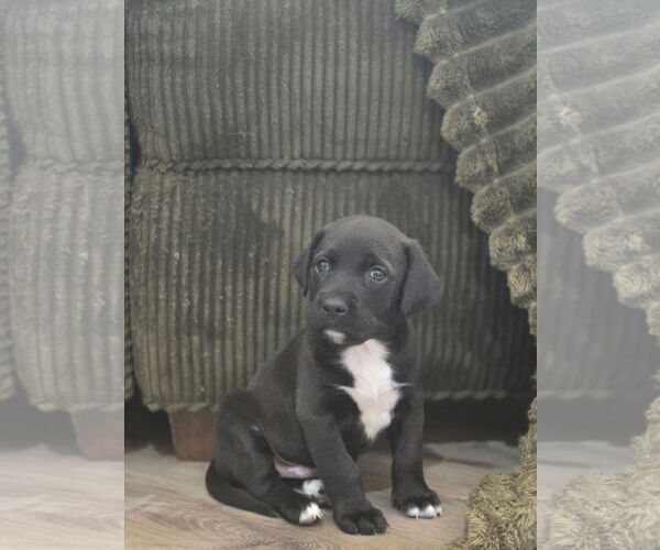 Medium Photo #2 Labrador Retriever-Unknown Mix Puppy For Sale in The Woodlands, TX, USA