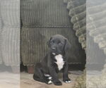 Small #1 Labrador Retriever Mix