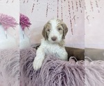 Small Photo #13 Aussie-Poo-Goldendoodle Mix Puppy For Sale in COMMERCE, MI, USA