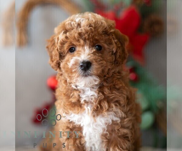 Medium Photo #1 Bichpoo Puppy For Sale in DORNSIFE, PA, USA