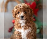 Small Photo #1 Bichpoo Puppy For Sale in DORNSIFE, PA, USA