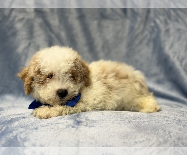 Medium Photo #7 Bichpoo Puppy For Sale in LAKELAND, FL, USA