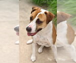 Small #1 Bulldog Mix