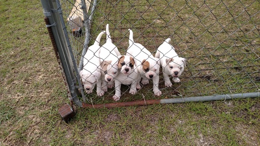 Medium Photo #1 American Bulldog Puppy For Sale in STATESBORO, GA, USA