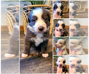 Border Collie Puppy for sale in HIGH FOREST, MN, USA