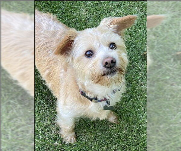 Medium Photo #2 Havanese-Unknown Mix Puppy For Sale in Greensboro, NC, USA