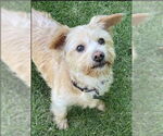 Small #1 Havanese Mix