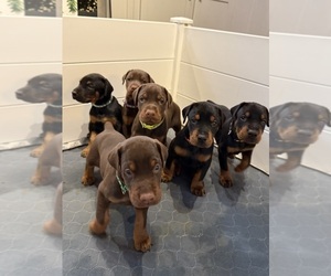 Doberman Pinscher Litter for sale in COOKEVILLE, TN, USA