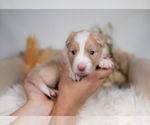 Small #1 Border Collie