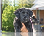 Small Photo #1 Golden Shepherd Puppy For Sale in HYATTSVILLE, MD, USA