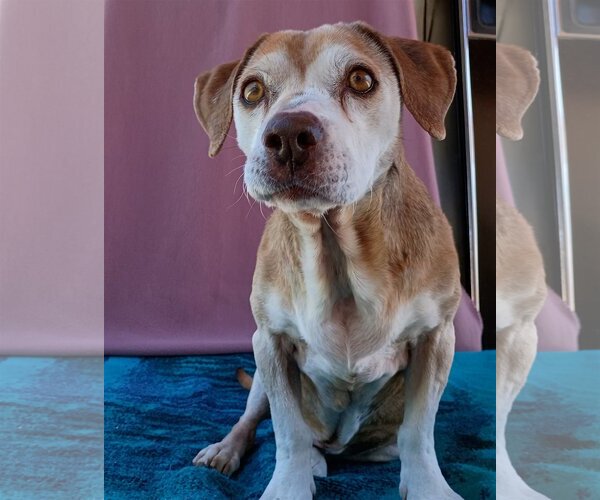 Medium Photo #4 Beagle Puppy For Sale in Apple Valley, CA, USA