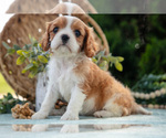 Small #3 Cavalier King Charles Spaniel