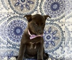 Small Photo #1 Labrador Retriever-Siberian Husky Mix Puppy For Sale in LANCASTER, PA, USA