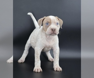 American Bully Puppy for sale in CHAMPAIGN, IL, USA