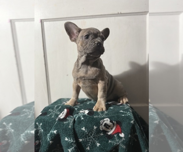 Medium Photo #1 French Bulldog Puppy For Sale in RIVERSIDE, NJ, USA
