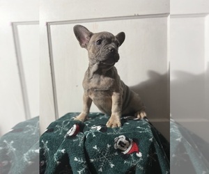 Medium French Bulldog