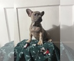 Puppy Puppy 3 French Bulldog