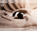 Puppy Pecan Border Collie