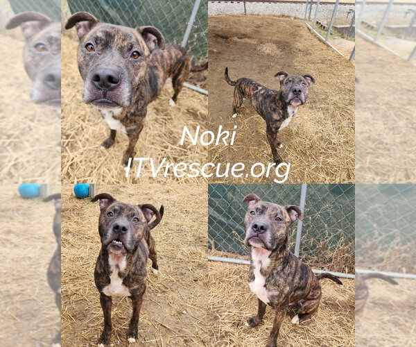 Medium Photo #9 Boxer-Unknown Mix Puppy For Sale in Evansville, IN, USA