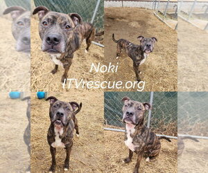 Noki - Male Boxer-Unknown Mix Dog for Adoption - Photo #9