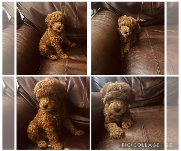 Medium Photo #1 Poodle (Toy) Puppy For Sale in CARTERSVILLE, GA, USA
