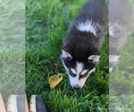 Small Photo #4 Siberian Husky Puppy For Sale in TONOPAH, NV, USA