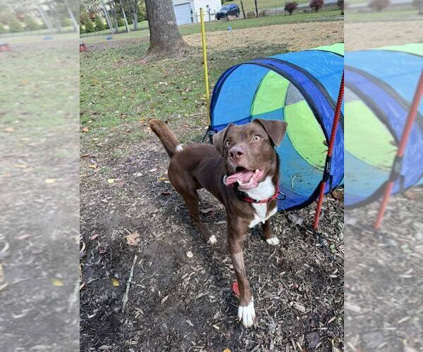 Medium Photo #9 Mutt Puppy For Sale in Candler, NC, USA