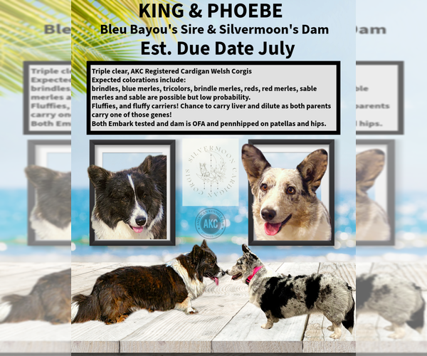Medium Photo #1 Cardigan Welsh Corgi Puppy For Sale in KEMPNER, TX, USA