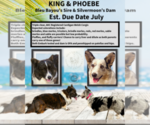 Small Photo #1 Cardigan Welsh Corgi Puppy For Sale in KEMPNER, TX, USA
