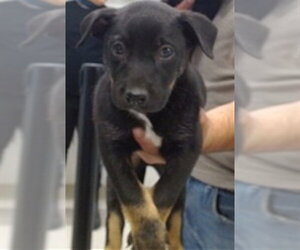 Australian Shepherd Dogs for adoption in Oklahoma City, OK, USA