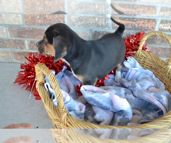 Medium Photo #3 Jug Puppy For Sale in GREENWOOD, WI, USA