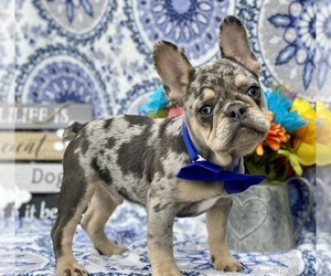 French Bulldog Puppy for sale in CHRISTIANA, PA, USA
