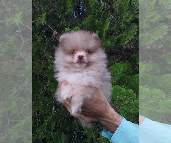 Medium Photo #5 Pomeranian Puppy For Sale in WEST PALM BEACH, FL, USA