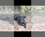 Small #3 Labrador Retriever Mix