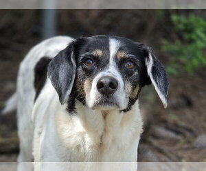 Beagle-Unknown Mix Dogs for adoption in Anniston, AL, USA
