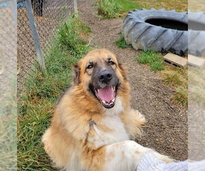 German Shepherd Dog-Great Pyrenees Mix Dogs for adoption in Center Township, PA, USA