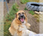 Small German Shepherd Dog-Great Pyrenees Mix