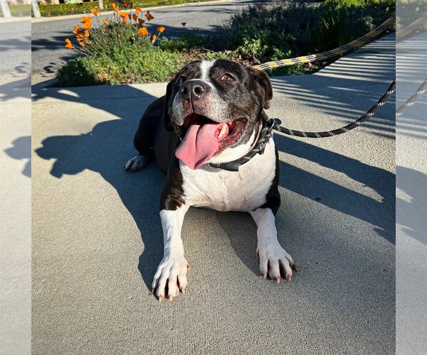 Medium Photo #1 American Pit Bull Terrier-Unknown Mix Puppy For Sale in Newport Beach, CA, USA