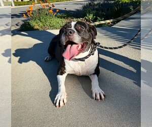 American Pit Bull Terrier-Unknown Mix Dogs for adoption in Newport Beach, CA, USA