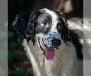 English Springer Spaniel-Unknown Mix Dogs for adoption in Easton, MD, USA
