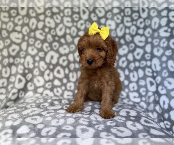 Medium Photo #2 Cavapoo (Miniature) Puppy For Sale in LAKELAND, FL, USA