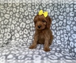 Small #1 Cavapoo (Miniature)