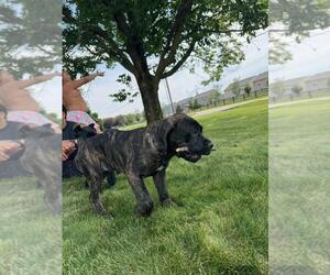 Cane Corso Puppy for sale in RUCKERSVILLE, VA, USA